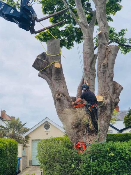 Belfast Tree Surgeons