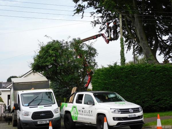 Belfast Tree Surgeons