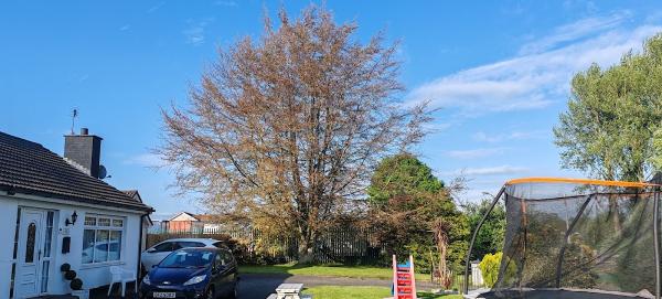 Belfast Tree Surgeons