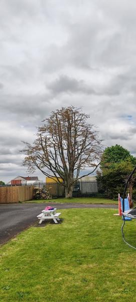 Belfast Tree Surgeons