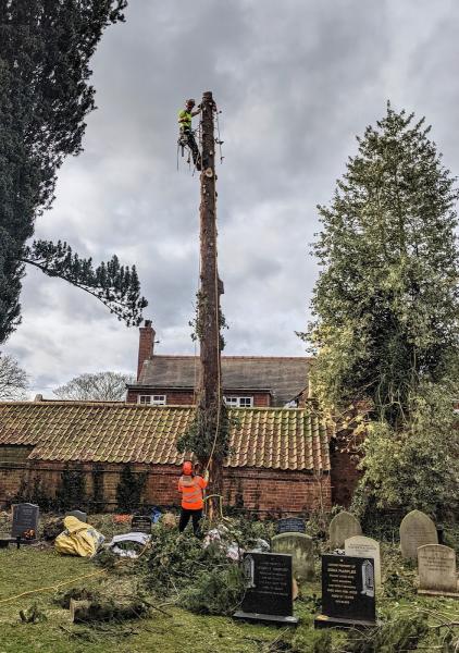 Arbor Ash Tree & Garden Specialist