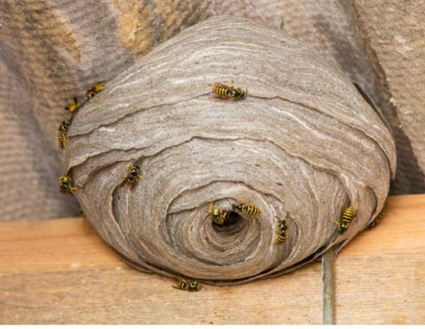 JSB Pest Control