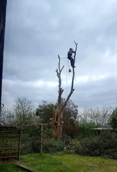 S.raney Tree Services