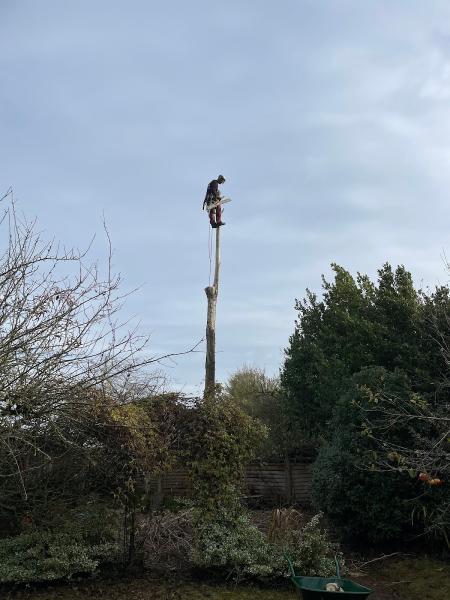 Ashculme Tree Surgeons