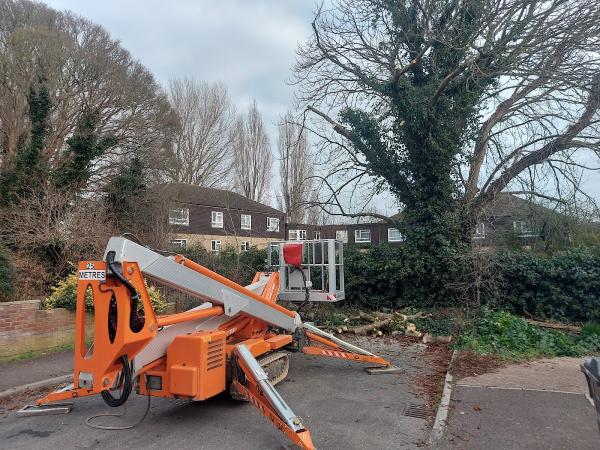 Ashculme Tree Surgeons