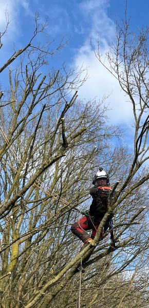 GC Trees Wiltshire