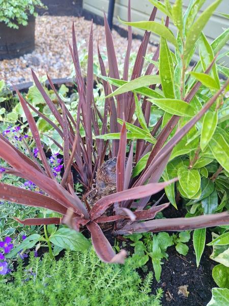 PDA Property & Garden Maintenance