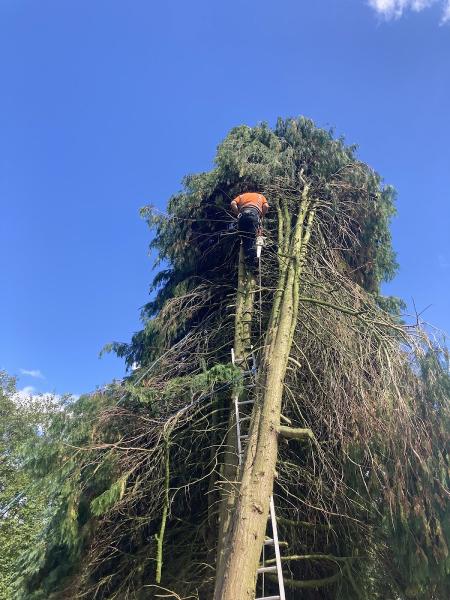 County Tree Surgeons