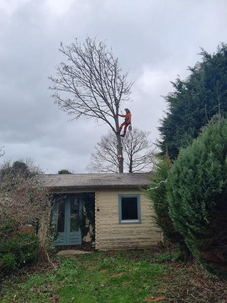 Canterbury Tree Surgery