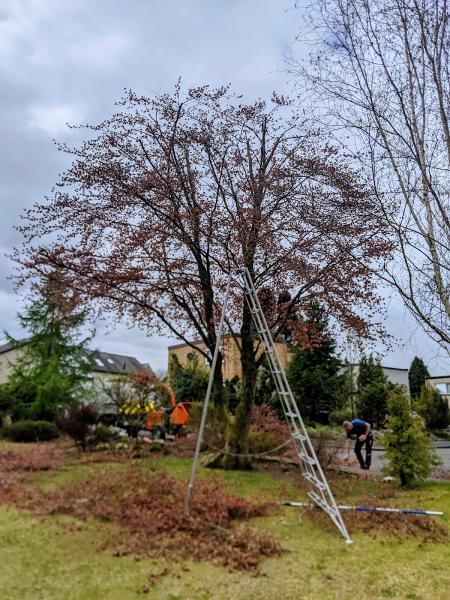 C.R Tree Services