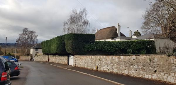 Mitchell Tree Surgery