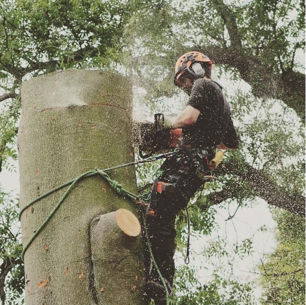 Colin White Tree Surgery Ltd.