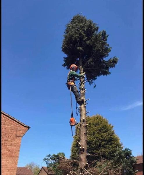 JW Treecare & Power Washing