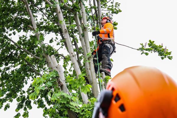 SW Tree Care