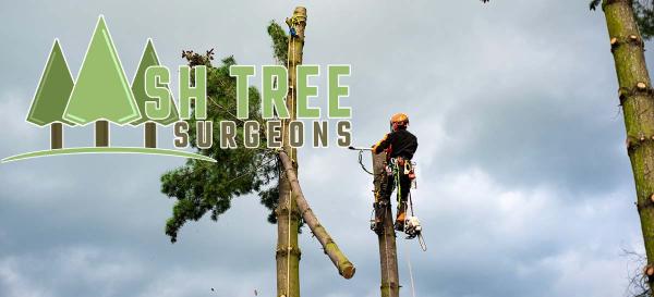 Ash Tree Surgeons