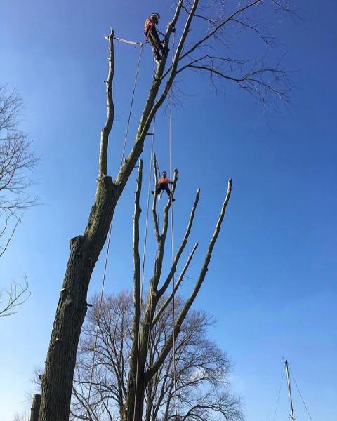 Hunter and Sons Tree Services