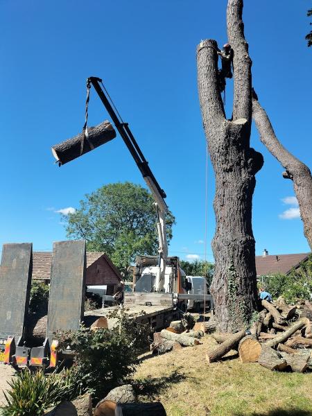 GP Tree Surgeon