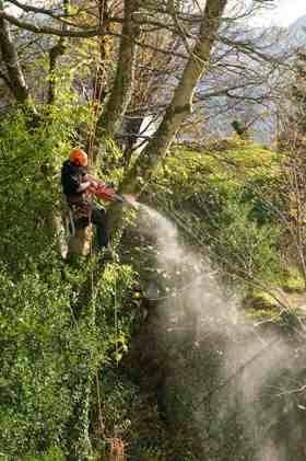 Welland Valley Tree Services