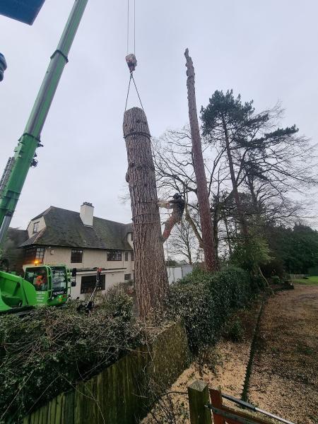 Crown Works Tree Services