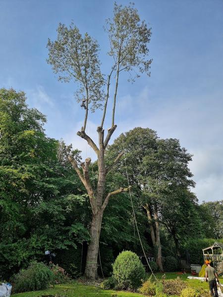 Crown Works Tree Services