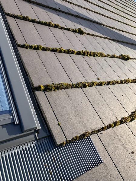 Supreme Carpet Clean