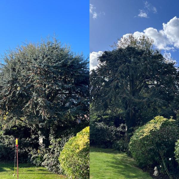 Urban Climbers Tree Service