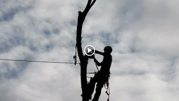 Urban Climbers Tree Service