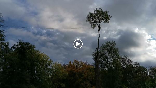 Urban Climbers Tree Service