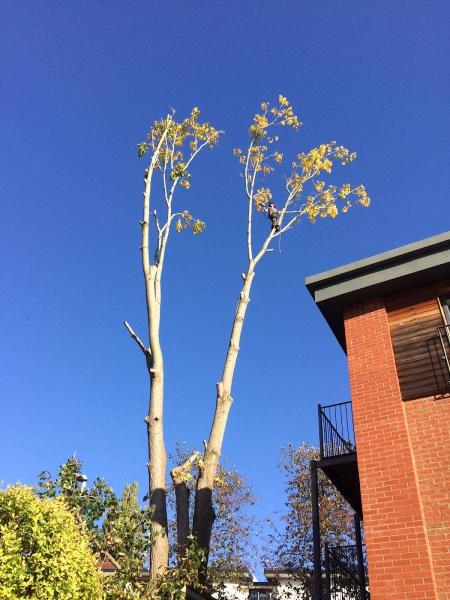 First Arb Tree Services