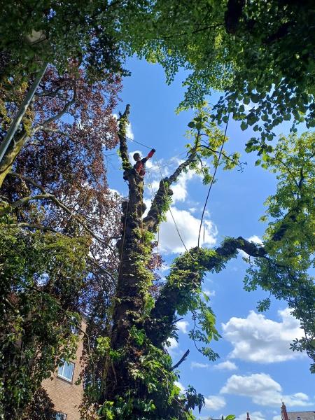 First Arb Tree Services