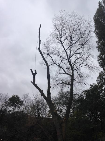 Bristol Tree Services