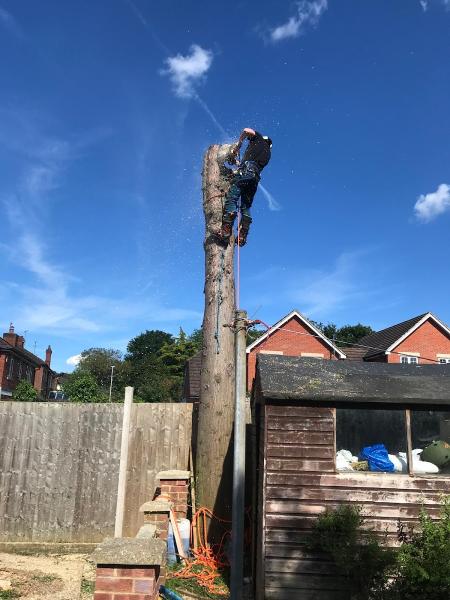 Kingshill Tree and Garden Services Ltd