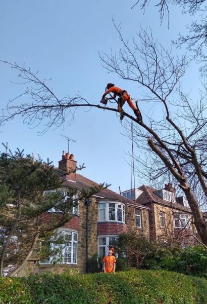 Sheffield Tree Care Ltd