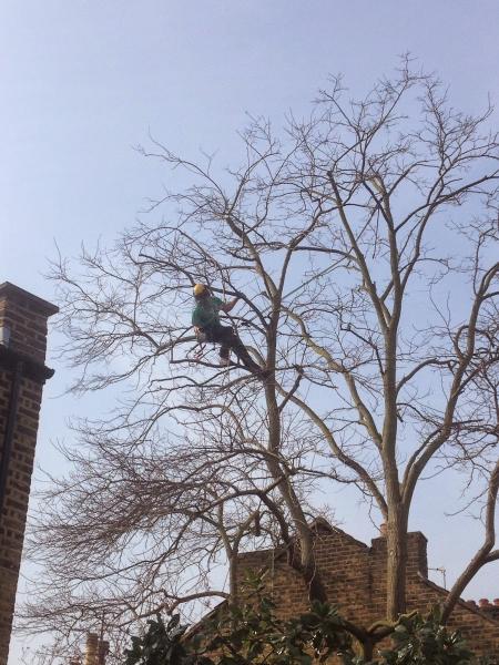 S.H. Tree Services