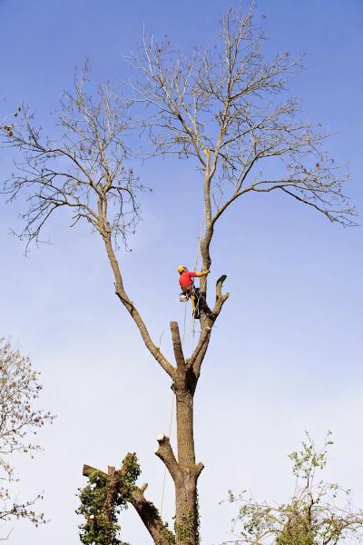 S.H. Tree Services