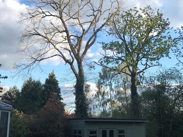 Jon Treasure Tree Services