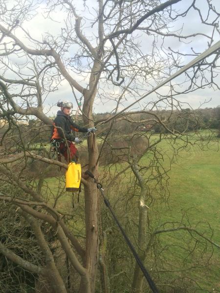 Jon Treasure Tree Services