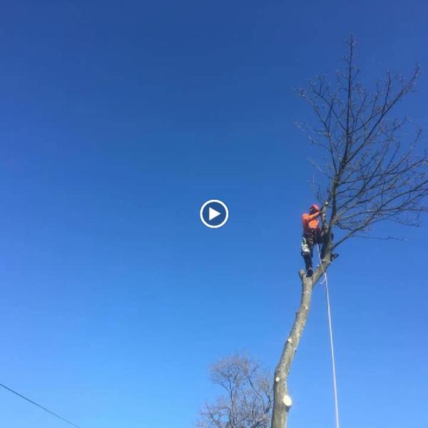 HL Tree Services