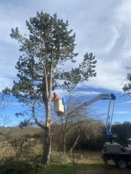 HL Tree Services