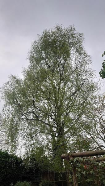 Tree Top Arborists