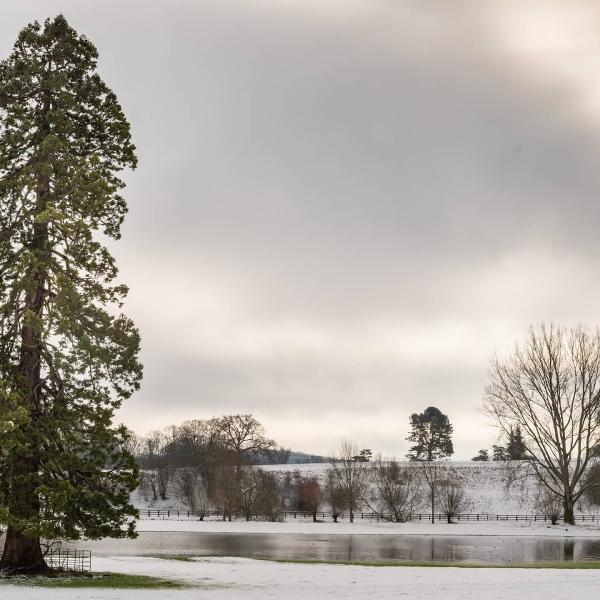 Cotswold Trees