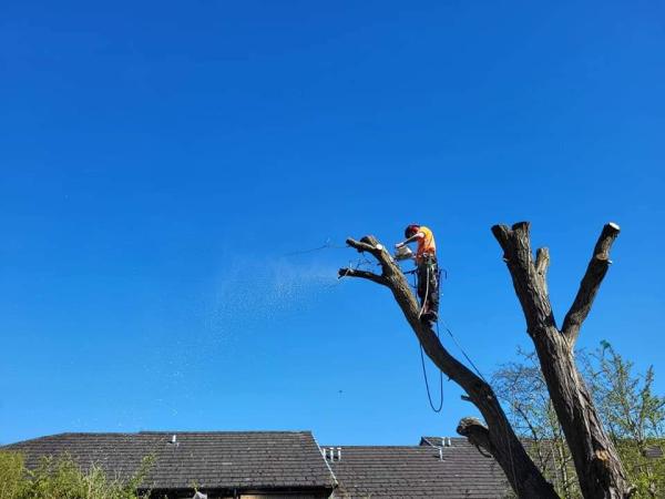 Glasgrow Tree Surgeons