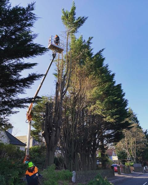 Blaikie Tree Services