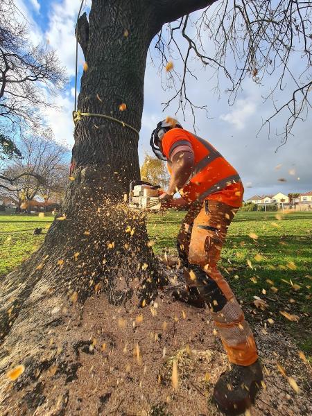 The Mansfield Tree Surgeons