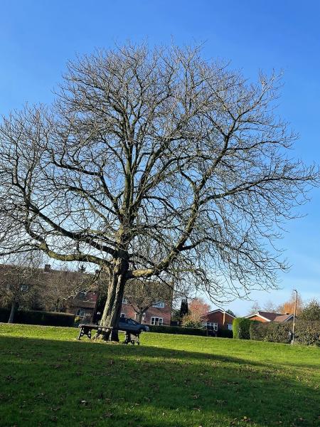 The Mansfield Tree Surgeons