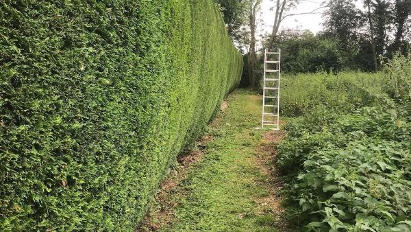 Hedges & Stumps Tree Surgery Services