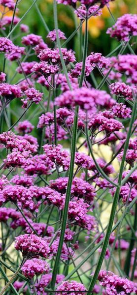 Old Sarum Plants