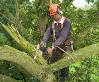 Waveney Tree Specialists Suffolk