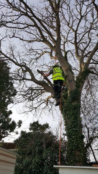 BMR Tree Surgery & Garden Care