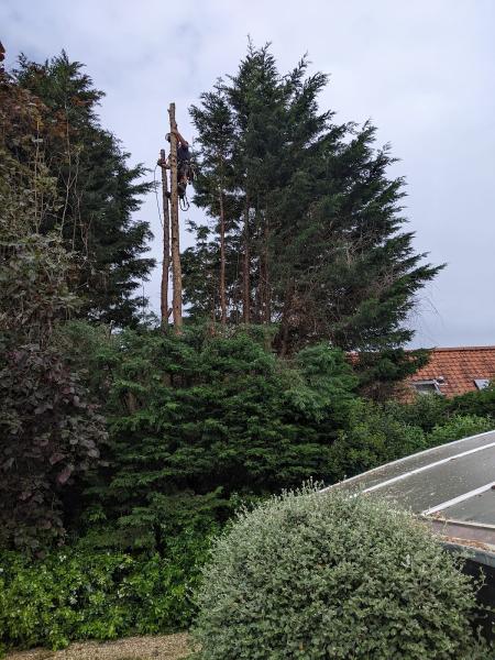 Foxcotte Tree Surgery